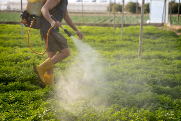 Best Pest Removal Services  in Mountain Park, GA